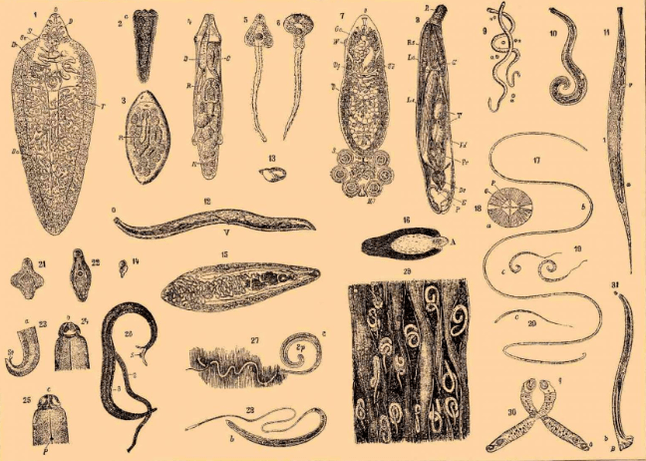Tipos de parasitos no corpo humano e onde viven