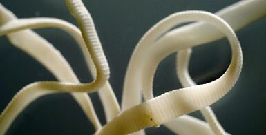 parásito plano do corpo humano