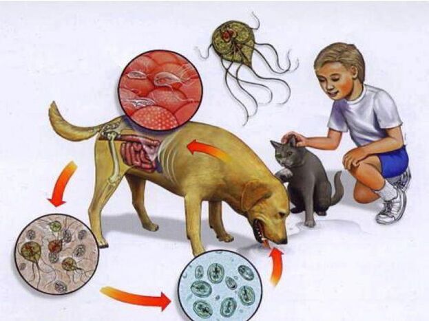 formas de infectar un neno con parasitos